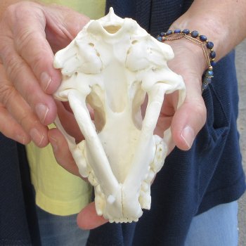 5-1/2 inch Wolverine Skull