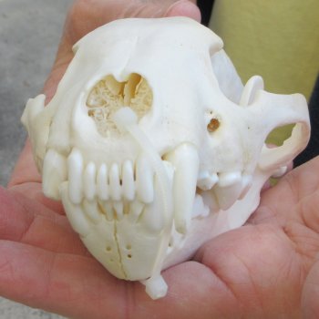 5-1/2 inch Wolverine Skull