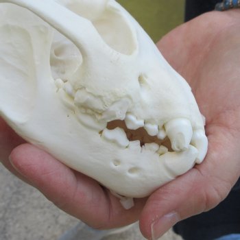 5-1/2 inch Wolverine Skull