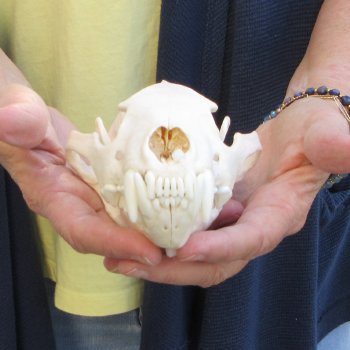 6 inch Wolverine Skull