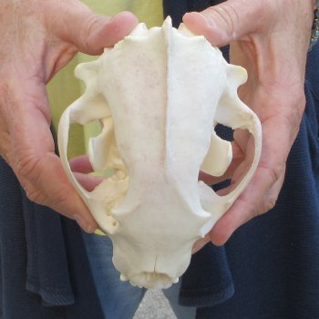 6 inch Wolverine Skull