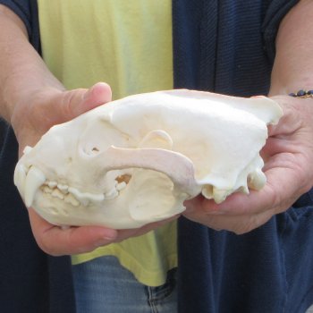 6 inch Wolverine Skull