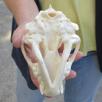 6 inch Wolverine Skull