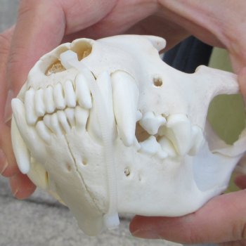 6 inch Wolverine Skull