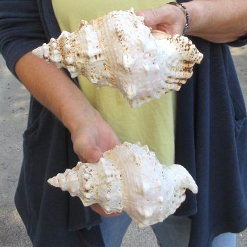 Two piece 8" Frog Shells 