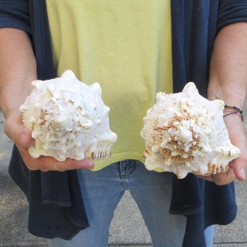 Two piece 8" Frog Shells 