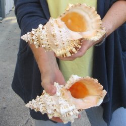 Two piece 8" Frog Shells 