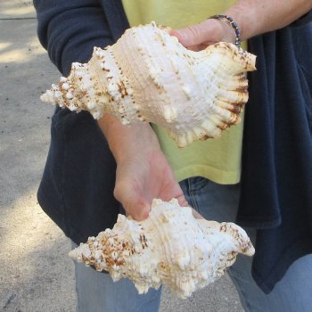 Two piece 8" Frog Shells 