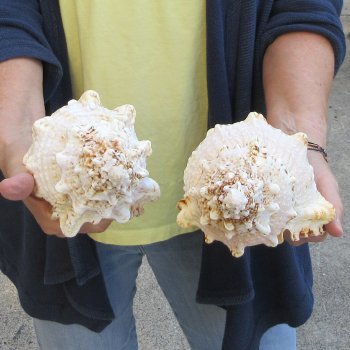 Two piece 8" Frog Shells 