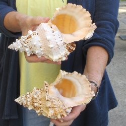 Two piece 8" Frog Shells 