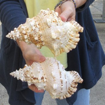 Two piece 8" Frog Shells 