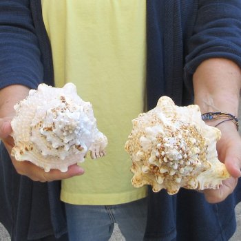 Two piece 8" Frog Shells 