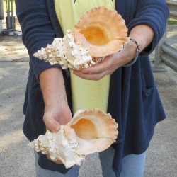 Two piece 8" Frog Shells 