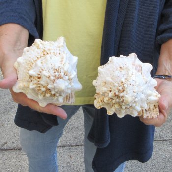 Two piece 8" Frog Shells 