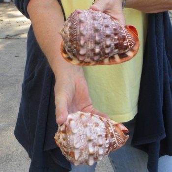 Two Cameo Bullmouth sea shells 5 inches long