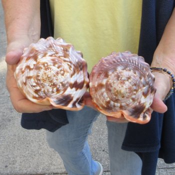 Two Cameo Bullmouth sea shells 5 inches long
