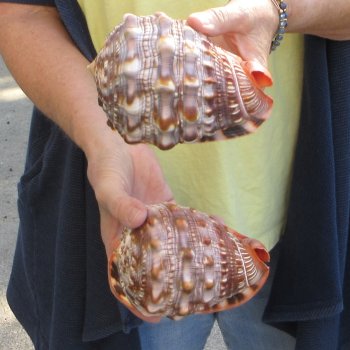 Two Cameo Bullmouth sea shells 5 inches long