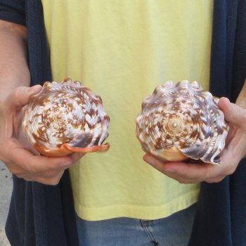 Two Cameo Bullmouth sea shells 5 inches long