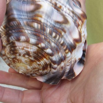 Two Cameo Bullmouth sea shells 5 inches long