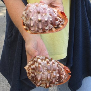 Two Cameo Bullmouth sea shells 5 inches long