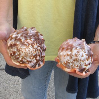 Two Cameo Bullmouth sea shells 5 inches long