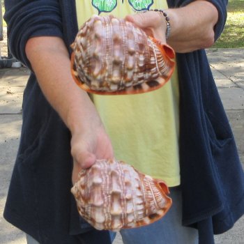 Two Cameo Bullmouth sea shells 5 inches long