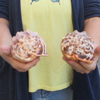 Two Cameo Bullmouth sea shells 5 inches long