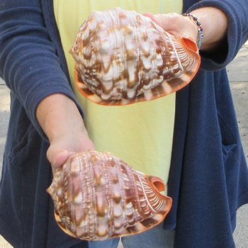 Two Cameo Bullmouth sea shells 5 inches long