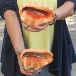 Two Cameo Bullmouth sea shells 5 inches long