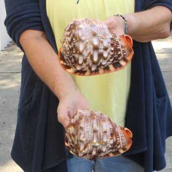 Two Cameo Bullmouth sea shells 5 inches long