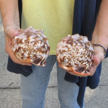 Two Cameo Bullmouth sea shells 5 inches long