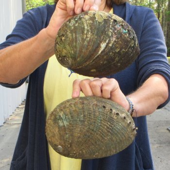 Two piece Natural Green Abalone 7" & 7-1/2"