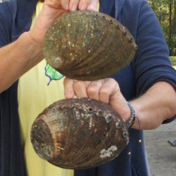 Two piece Natural Green Abalone 6" & 6-3/4"