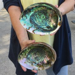 Two piece Natural Green Abalone 7" & 7-1/2"