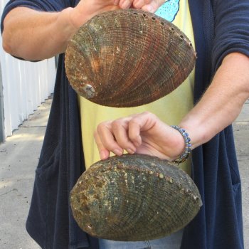 Two piece Natural Green Abalone 7" & 7-1/2"