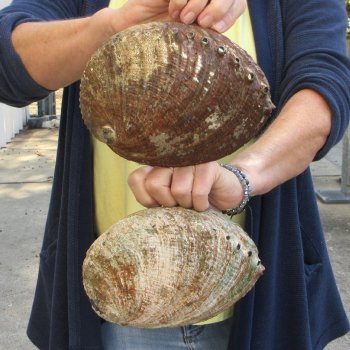 Two piece Natural Green Abalone 7" & 7-1/2"
