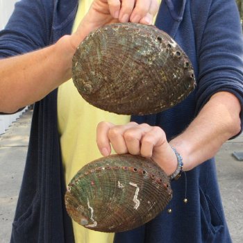 Two piece Natural Green Abalone 6" & 6-3/4"