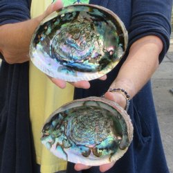 Two piece Natural Green Abalone 6" & 6-3/4"