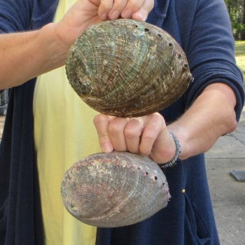 Two piece Natural Green Abalone 6" & 6-3/4"
