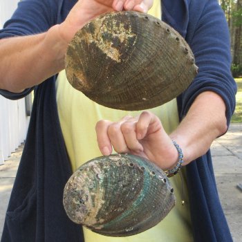 Two piece Natural Green Abalone 6" & 6-3/4"