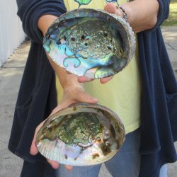 Two piece Natural Green Abalone 6" & 6-3/4"