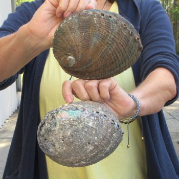 Two piece Natural Green Abalone 6" & 6-3/4"