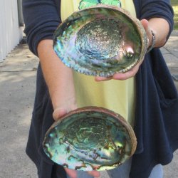 Two piece Natural Green Abalone 7" & 7-1/2"