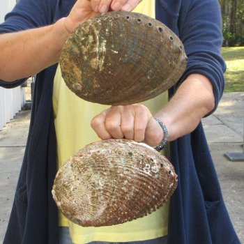 Two piece Natural Green Abalone 7" & 7-1/2"