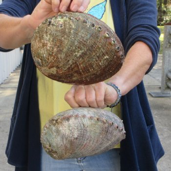 Two piece Natural Green Abalone 7" & 7-1/2"
