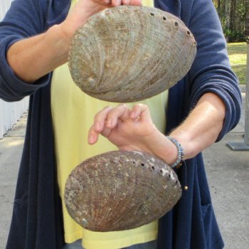 Two piece Natural Green Abalone 7" & 7-1/2"