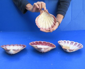 Four piece 6-7" Brown Lion Paw shells 