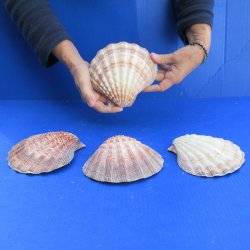 Four piece 6-7" Brown Lion Paw shells 