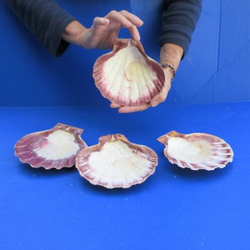 Four piece 6-7" Brown Lion Paw shells 