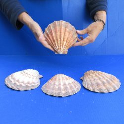 Four piece 6-7" Brown Lion Paw shells 